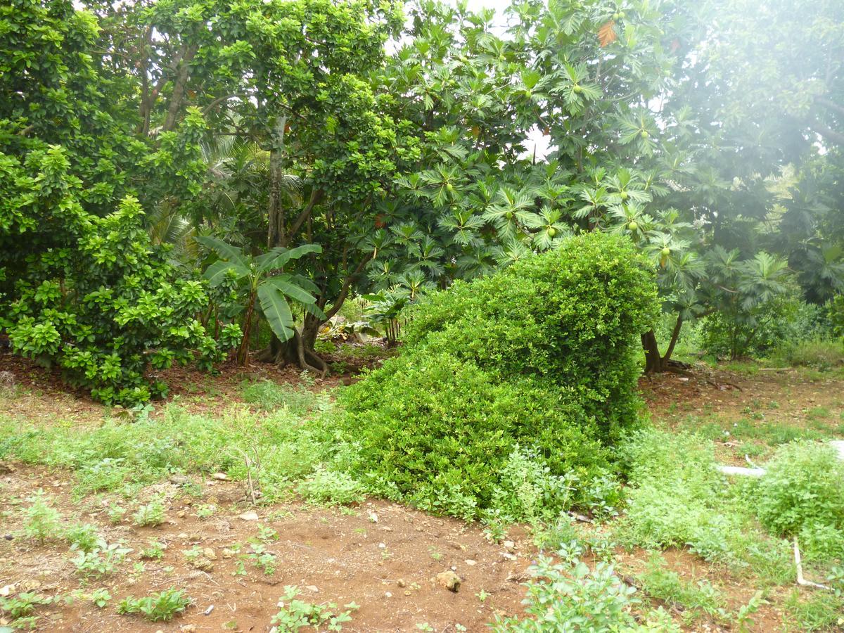 Posada Nativa Miss Casira San Andrés Esterno foto