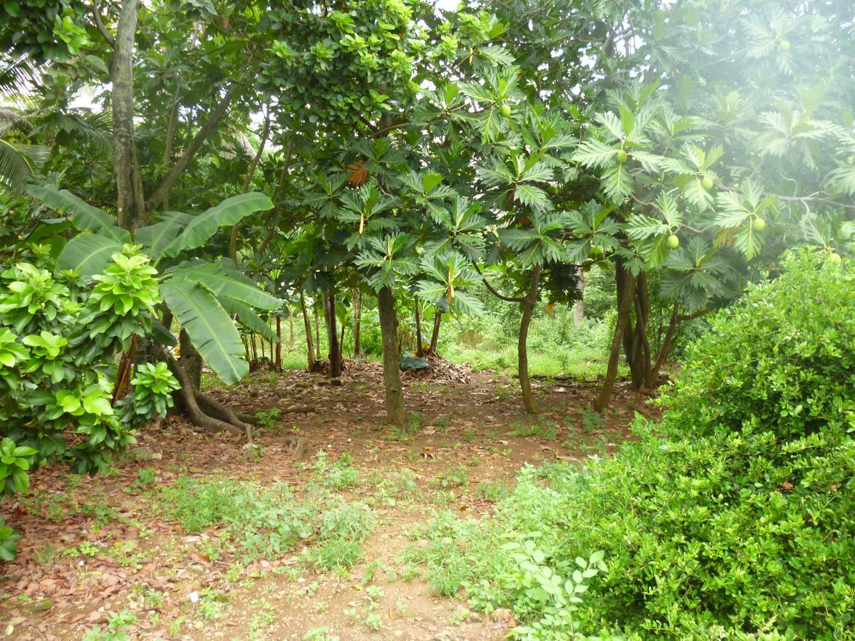 Posada Nativa Miss Casira San Andrés Esterno foto